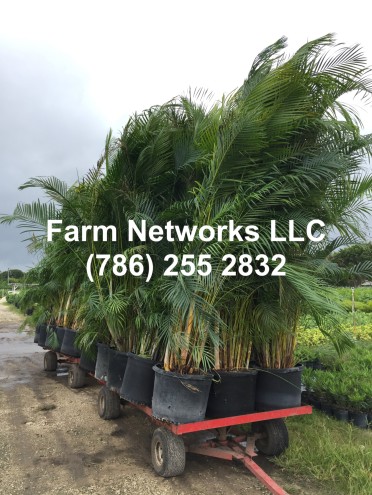 25 Gallon Areca Palm Trees